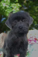 Renn, a male Shichon for sale in Carrollton, MO – 2 of 10