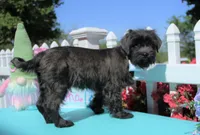 Renn, a male Shichon for sale in Carrollton, MO – 8 of 10