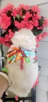Bobble, a male Bichon Frise and Shichon for sale in Carrollton, MO – 9 of 10
