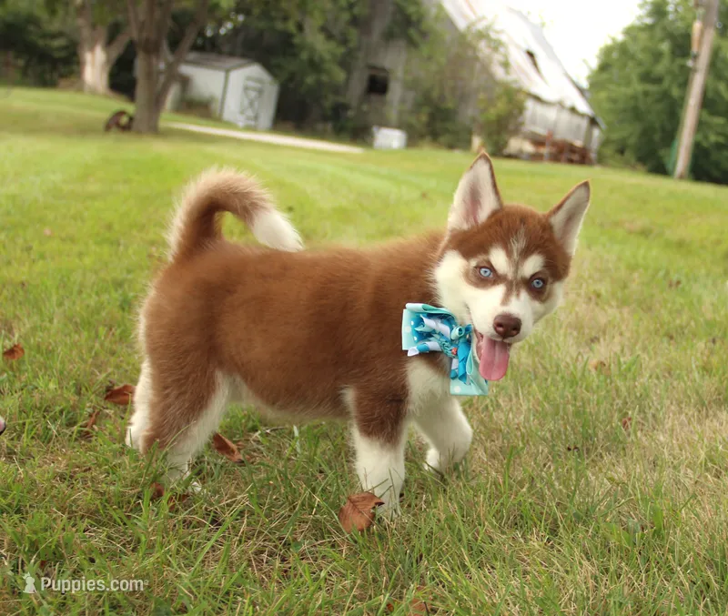 Akc Jyn – Siberian Husky puppy for sale in Carrollton, MO