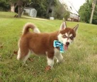 Akc Jyn, a female Siberian Husky for sale in Carrollton, MO – 1 of 8