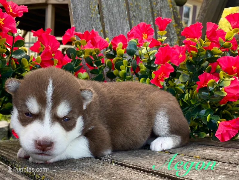 Akc Aegon – Siberian Husky puppy for sale in Carrollton, MO