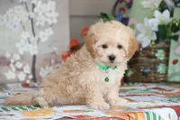 Helious, a male Shichon for sale in Carrollton, MO – 5 of 10