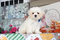 Najee, a male Shichon for sale in Carrollton, MO – 5 of 8