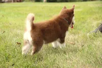 Akc Jyn, a female Siberian Husky for sale in Carrollton, MO – 7 of 8