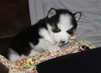 Akc Vader, a male Siberian Husky for sale in Carrollton, MO – 10 of 10