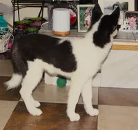 Akc Seraphine, a female Siberian Husky for sale in Carrollton, MO – 5 of 8