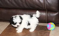 Bexley, a male Shichon for sale in Carrollton, MO – Photo 3 of 10