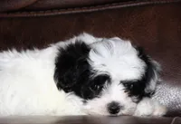Bexley, a male Shichon for sale in Carrollton, MO – Photo 10 of 10