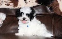 Bexley, a male Shichon for sale in Carrollton, MO – Photo 8 of 10