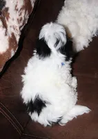 Bexley, a male Shichon for sale in Carrollton, MO – Photo 6 of 10