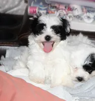 Bexley, a male Shichon for sale in Carrollton, MO – Photo 1 of 10