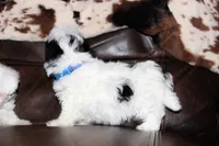 Bexley, a male Shichon for sale in Carrollton, MO – Photo 7 of 10