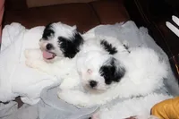 Bexley, a male Shichon for sale in Carrollton, MO – Photo 2 of 10