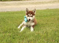 Akc Jyn, a female Siberian Husky for sale in Carrollton, MO – 2 of 8