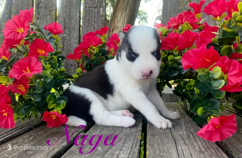 Akc Naga  – Siberian Husky puppy for sale in Carrollton, MO