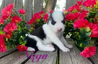 Akc Naga , a female Siberian Husky for sale in Carrollton, MO – 1 of 6