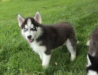 Akc Aero, a male Siberian Husky for sale in Carrollton, MO – 1 of 10