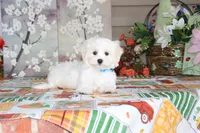 Cotton, a male Shichon for sale in Carrollton, MO – 9 of 10