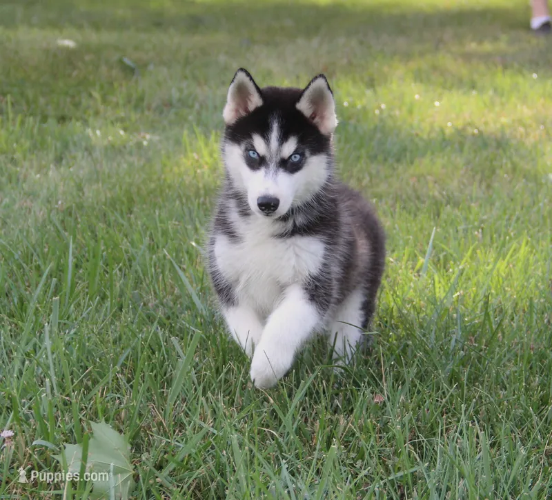 Akc Voodoo – Siberian Husky puppy for sale in Carrollton, MO