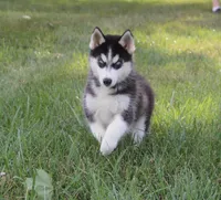 Akc Voodoo, a male Siberian Husky for sale in Carrollton, MO – 7 of 8