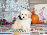 Zibo, a male Shichon for sale in Carrollton, MO – 4 of 10