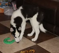 Akc Seraphine, a female Siberian Husky for sale in Carrollton, MO – 7 of 8