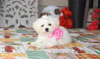 Didi, a female Shichon for sale in Carrollton, MO – 7 of 10