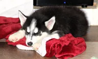 Akc Aero, a male Siberian Husky for sale in Carrollton, MO – 3 of 10