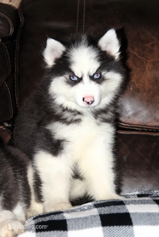 Akc Nero – Siberian Husky puppy for sale in Carrollton, MO