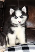 Akc Nero, a male Siberian Husky for sale in Carrollton, MO – 4 of 10
