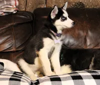 Akc Vivi, a female Siberian Husky for sale in Carrollton, MO – 5 of 8