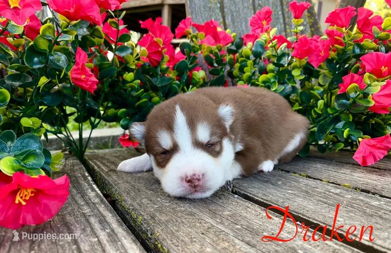 Akc Draken – Siberian Husky puppy for sale in Carrollton, MO