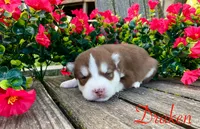 Akc Draken, a male Siberian Husky for sale in Carrollton, MO – 1 of 6