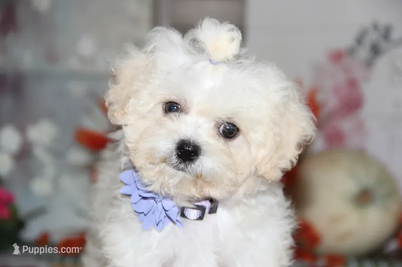 Emmy Lou – Shichon puppy for sale in Carrollton, MO