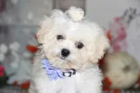 Emmy Lou, a female Shichon for sale in Carrollton, MO – 2 of 4