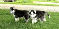 Akc Wookie, a male Siberian Husky for sale in Carrollton, MO – 10 of 10