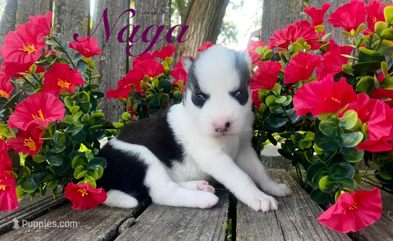 Akc Naga  – Siberian Husky puppy for sale in Carrollton, MO