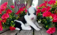 Akc Naga , a female Siberian Husky for sale in Carrollton, MO – 5 of 6