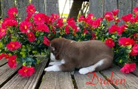 Akc Draken, a male Siberian Husky for sale in Carrollton, MO – 5 of 6