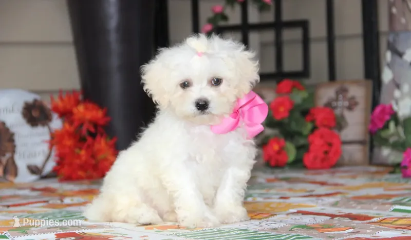 Didi – Shichon puppy for sale in Carrollton, MO