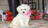 Didi, a female Shichon for sale in Carrollton, MO – 1 of 10