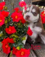 Akc Jyn, a female Siberian Husky for sale in Carrollton, MO – 5 of 6