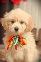 Nimbus, a male Bichon Frise and Shichon for sale in Carrollton, MO – 6 of 8