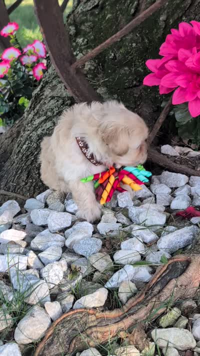 Bobble, a male Bichon Frise and Shichon for sale in Carrollton, MO – 2 of 10