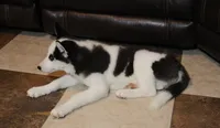 Akc Seraphine, a female Siberian Husky for sale in Carrollton, MO – 8 of 8