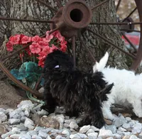BUBBLES, a female Shichon for sale in Carrollton, MO – Photo 9 of 10