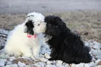 BUBBLES, a female Shichon for sale in Carrollton, MO – Photo 5 of 10