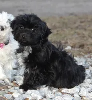 BUBBLES, a female Shichon for sale in Carrollton, MO – Photo 1 of 10