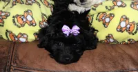 BUBBLES, a female Shichon for sale in Carrollton, MO – Photo 2 of 10